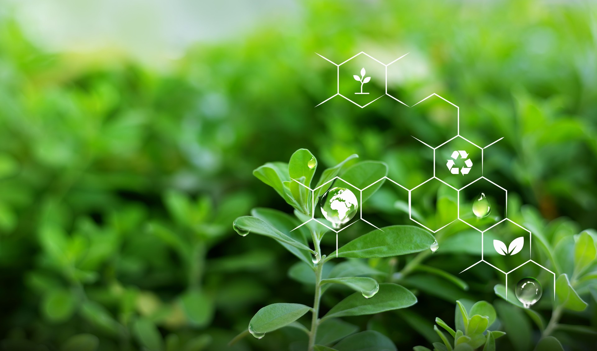 Green leaf plant biochemistry for healthy aging/DE aging